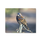 Metal prints